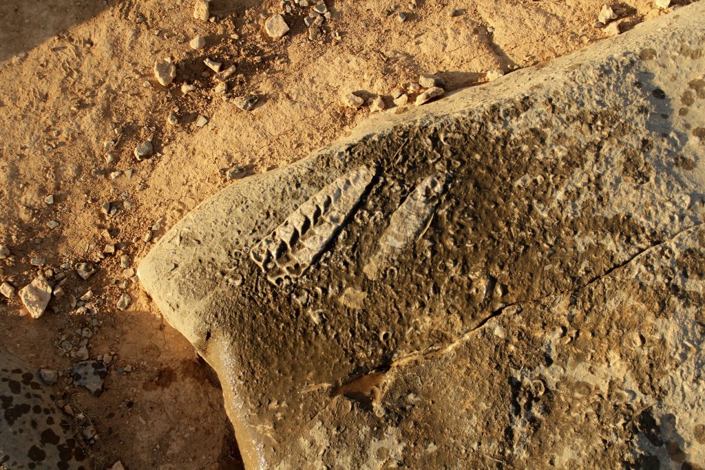 Fossil Exploration